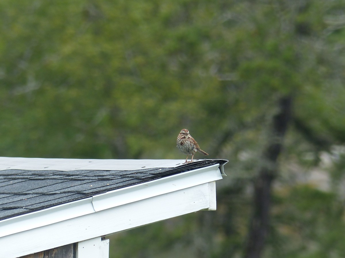 Song Sparrow - Nathan Goodman