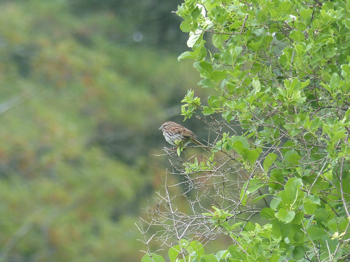 Song Sparrow - Nathan Goodman