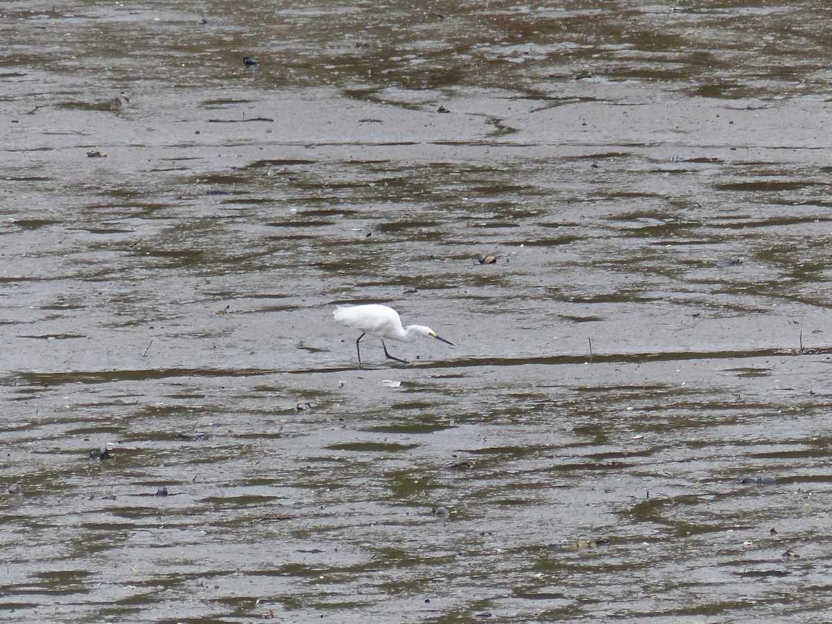 Snowy Egret - Nathan Goodman