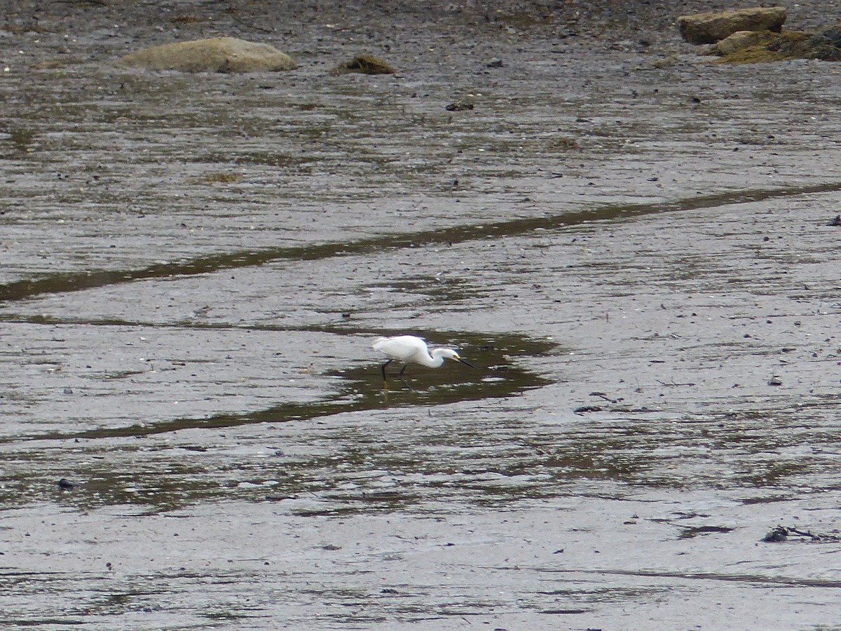 Snowy Egret - ML351730441