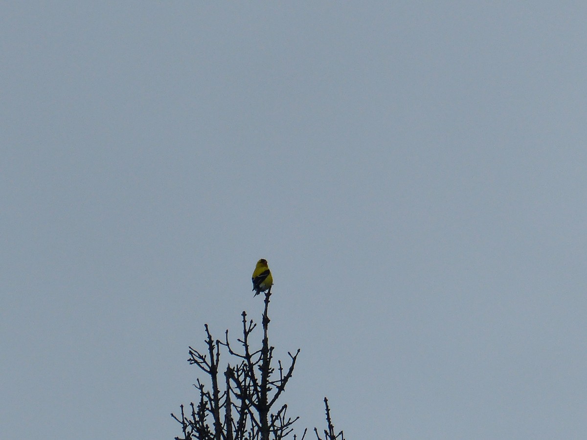 American Goldfinch - ML351730501