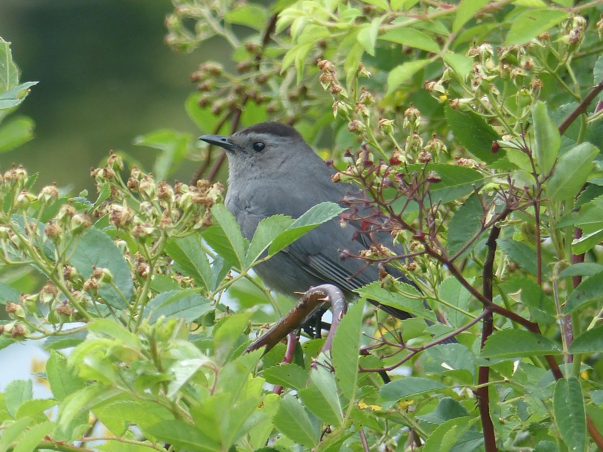 Gray Catbird - ML351730791