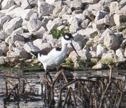 Black-necked Stilt - ML35173091