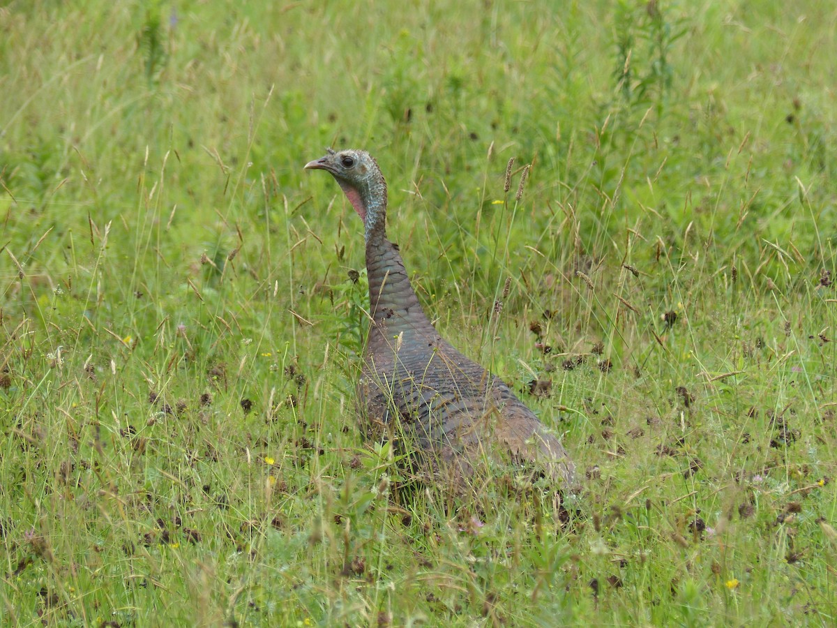 シチメンチョウ - ML351730931