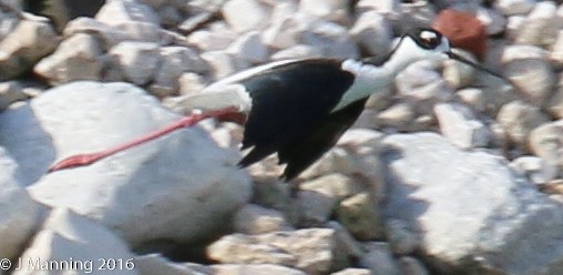 Black-necked Stilt - ML35173111