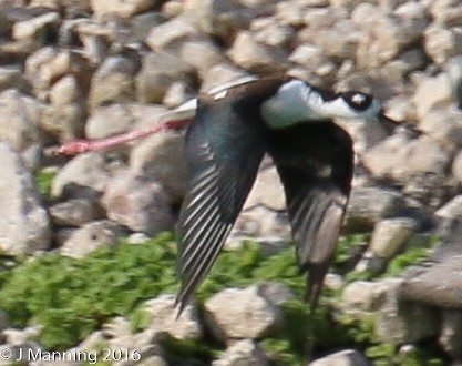 Black-necked Stilt - ML35173121