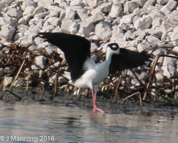 Black-necked Stilt - ML35173131