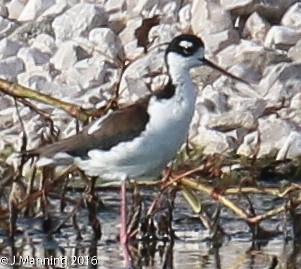 Schwarznacken-Stelzenläufer - ML35173141