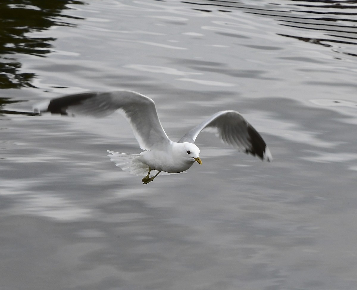 Common Gull - Marc Regnier