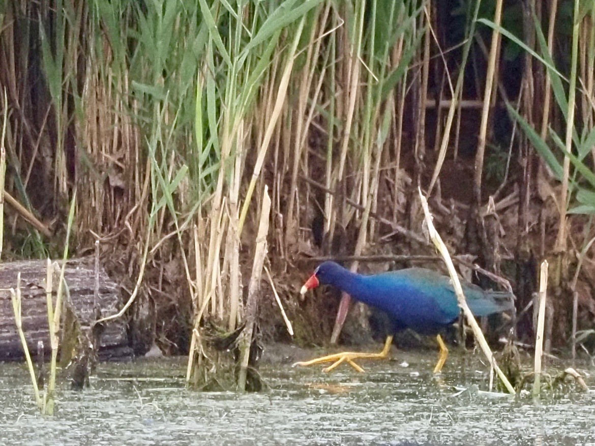 Purple Gallinule - ML351733411