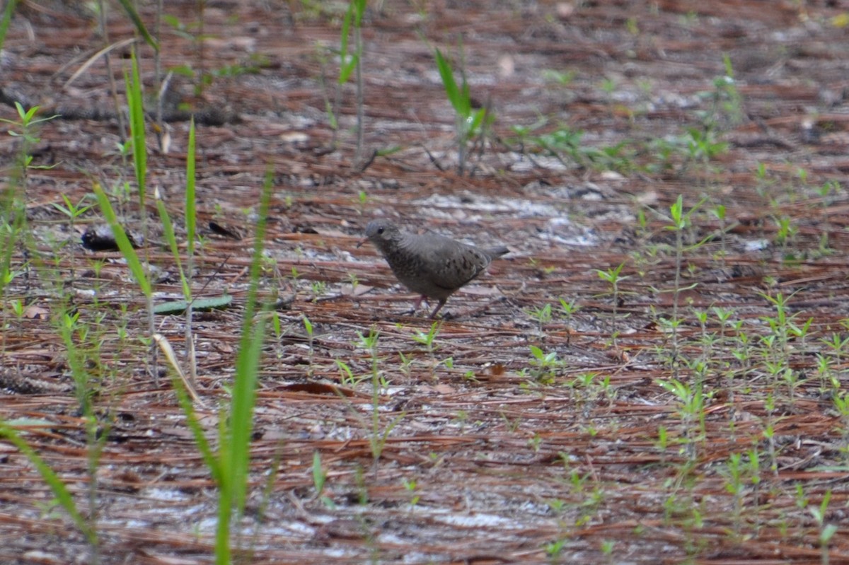 Common Ground Dove - ML351734511