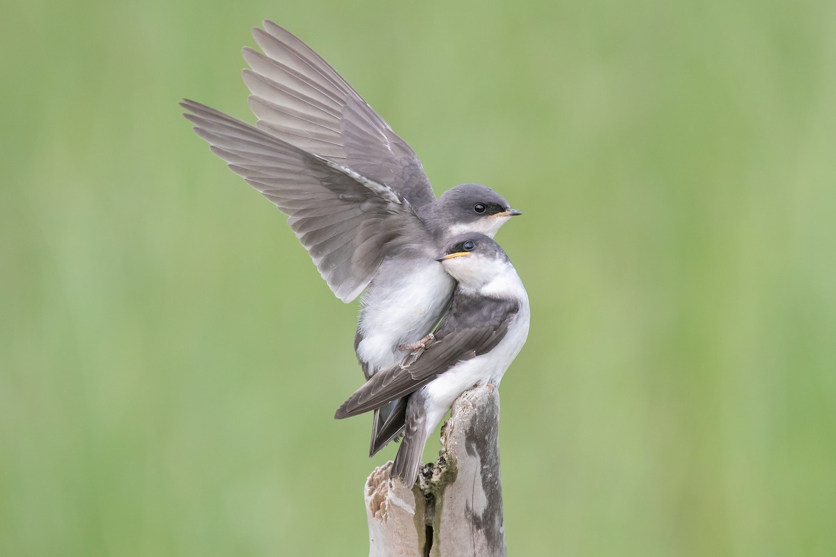 Tree Swallow - ML351737991