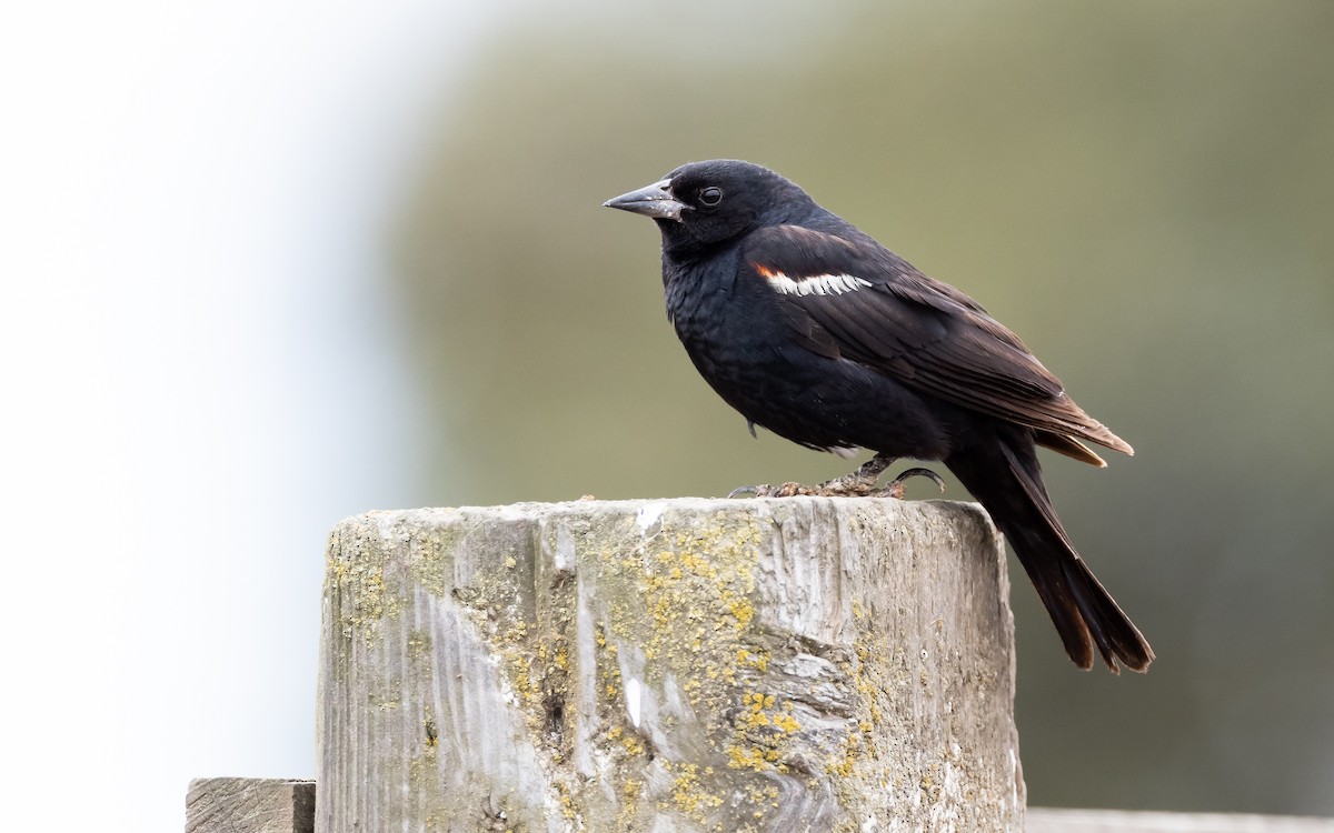 Tricolored Blackbird - ML351738271