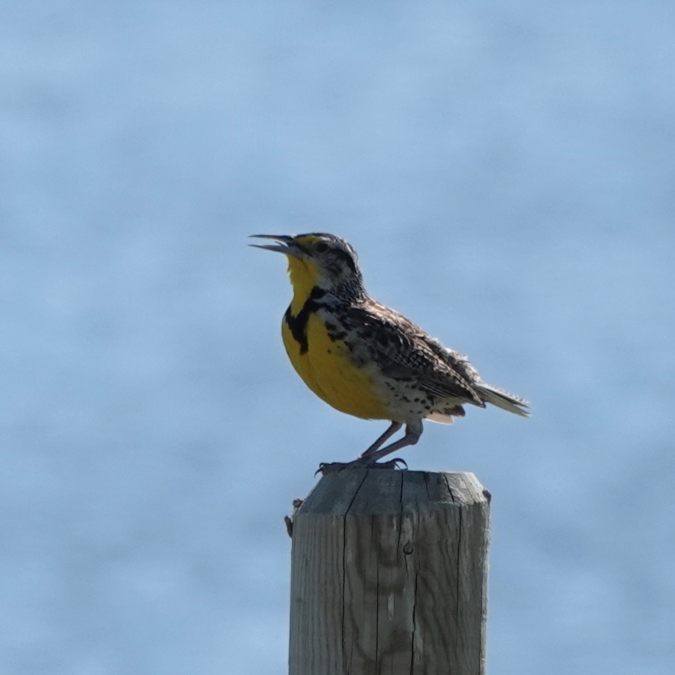 Western Meadowlark - ML351740711