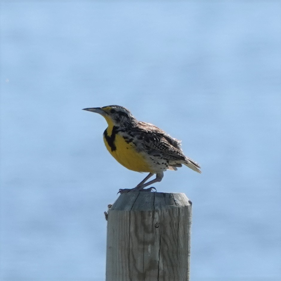 Western Meadowlark - ML351740731