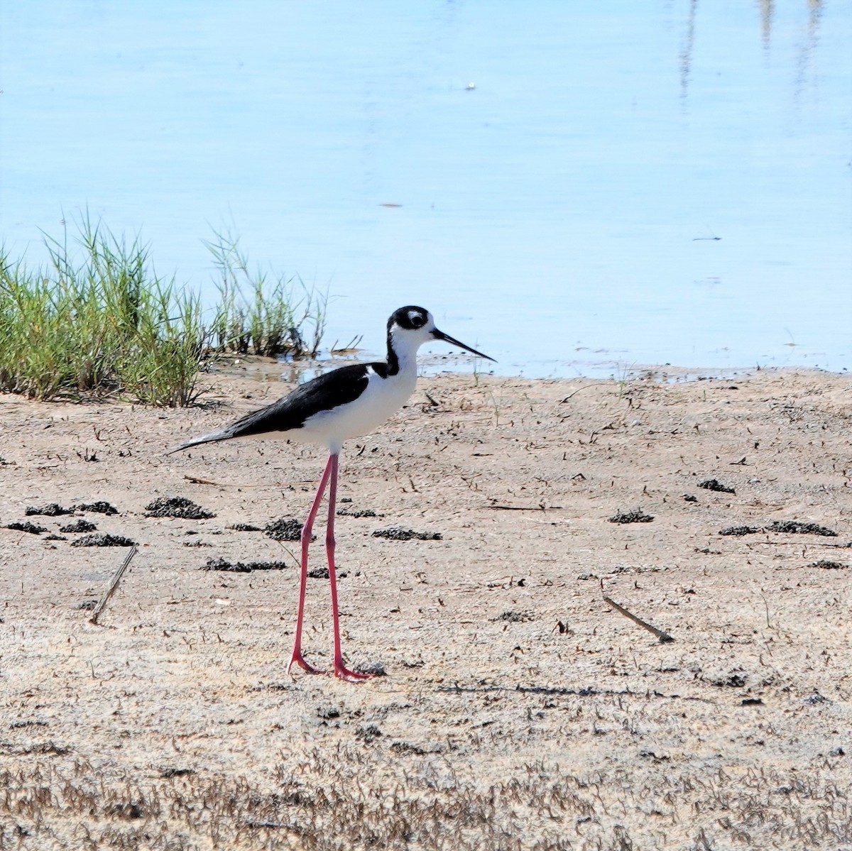 Black-necked Stilt - ML351740991