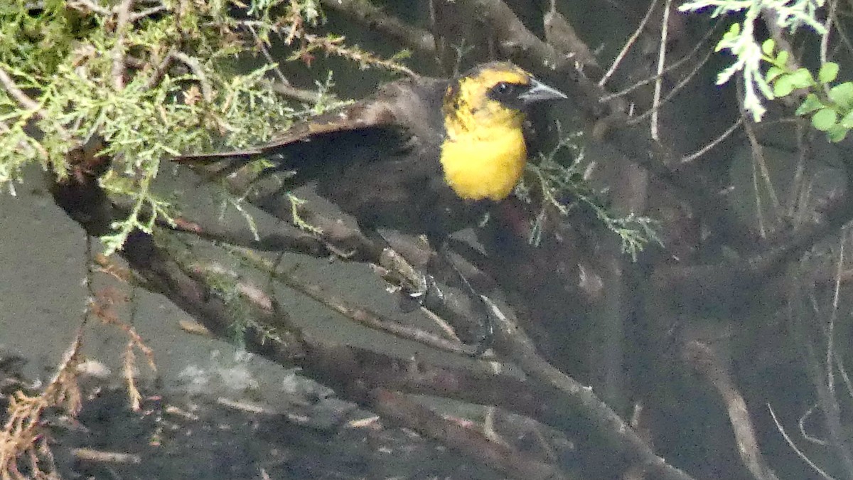 Yellow-headed Blackbird - ML351741801