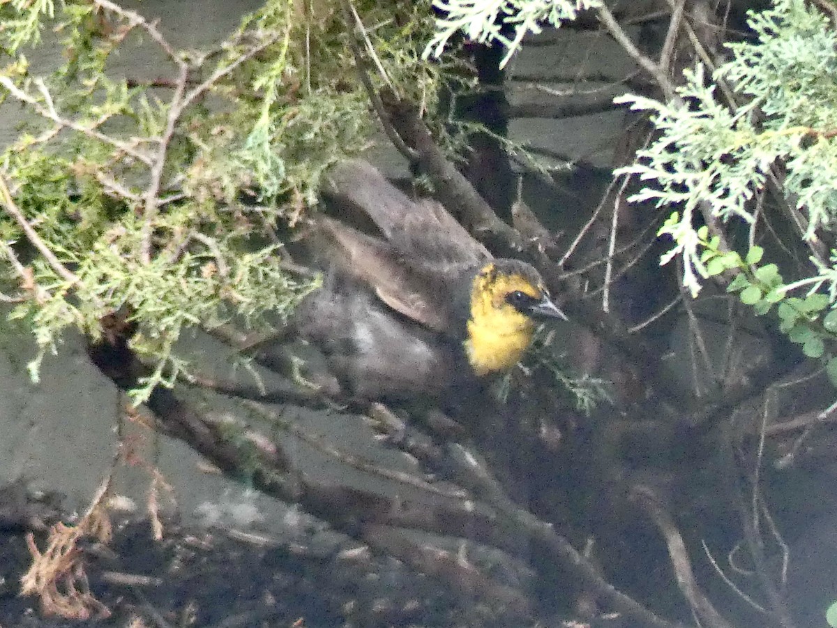 Yellow-headed Blackbird - ML351741821