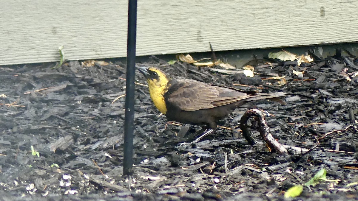 Yellow-headed Blackbird - ML351741831