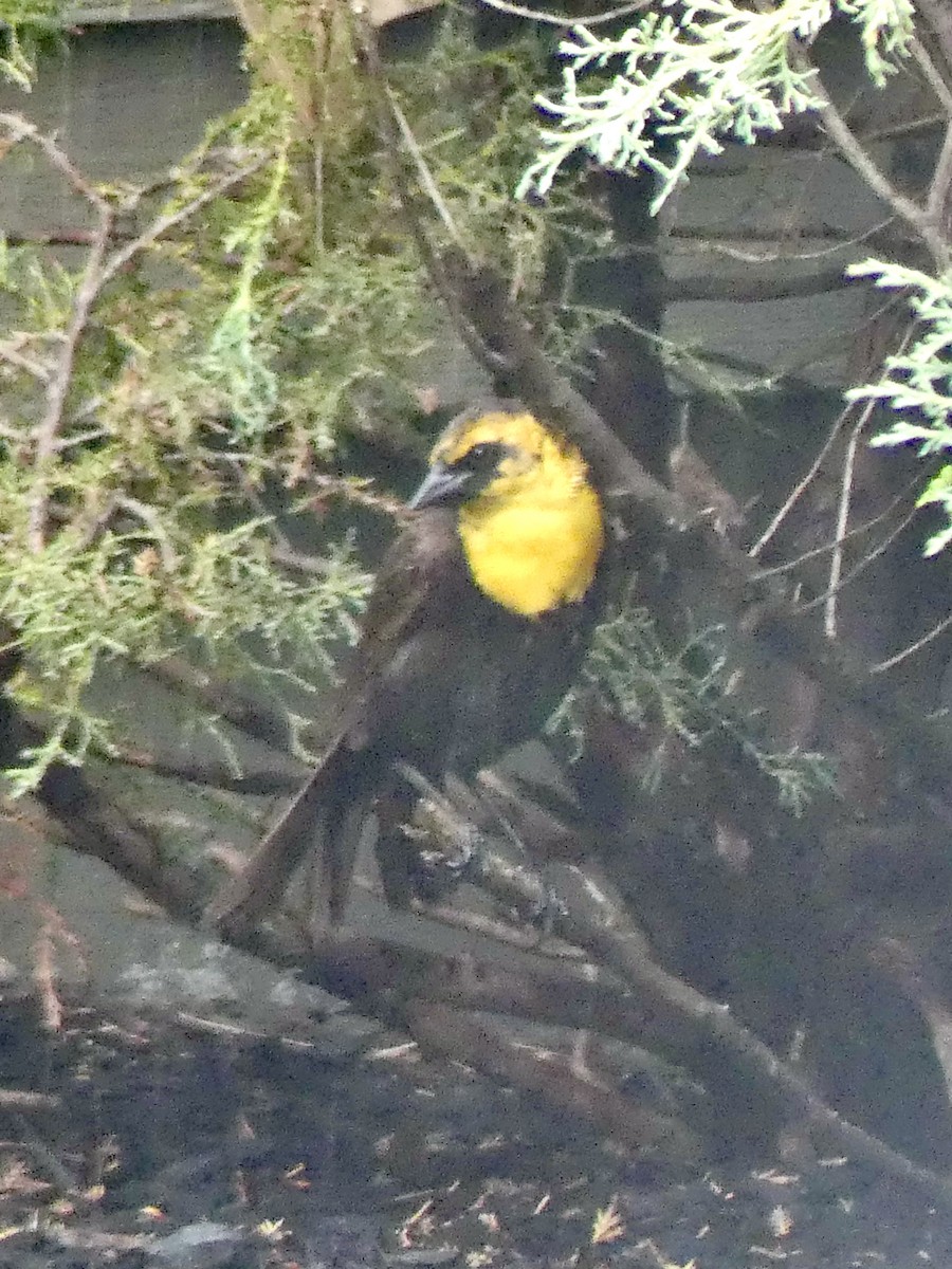 Yellow-headed Blackbird - ML351741841