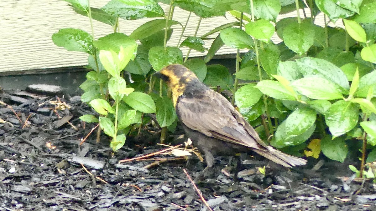 Yellow-headed Blackbird - ML351741851
