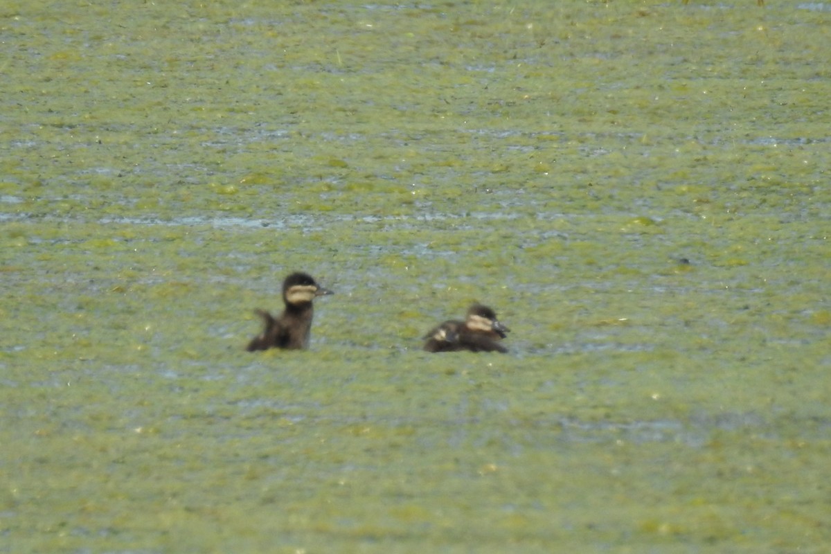 Ruddy Duck - Dan Belter