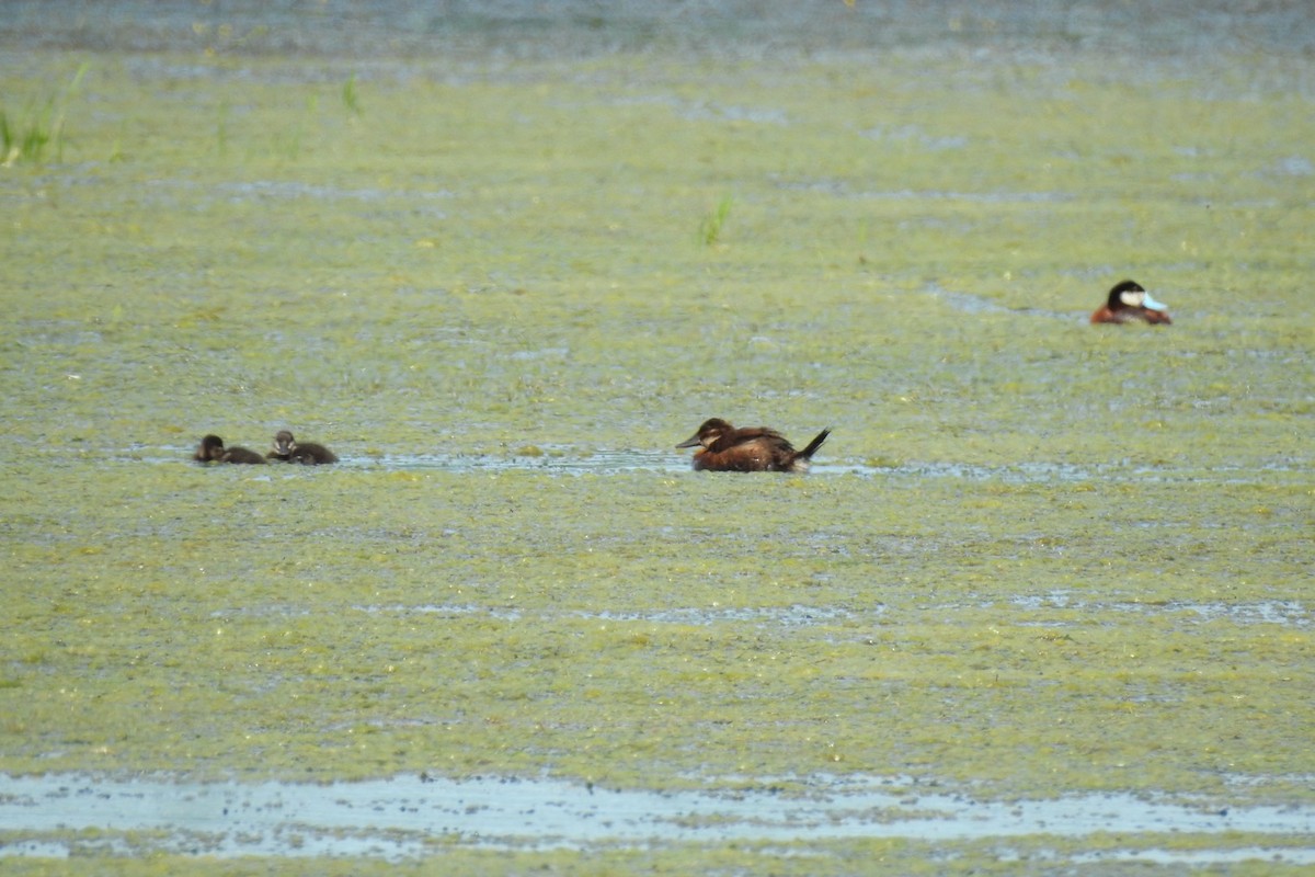 Ruddy Duck - ML351742811