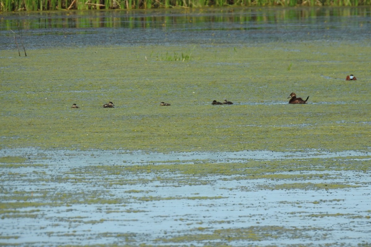 Ruddy Duck - Dan Belter