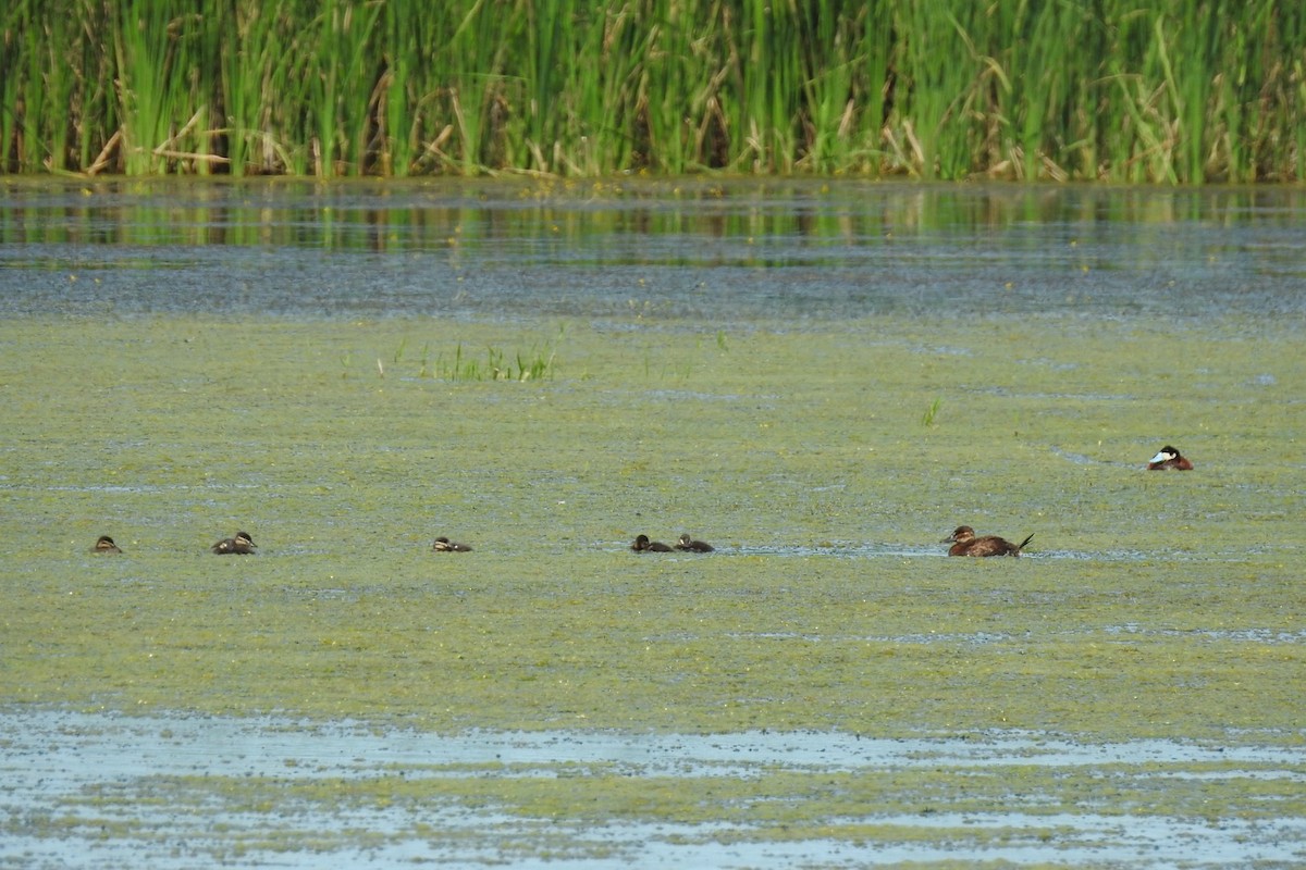 Ruddy Duck - ML351742831