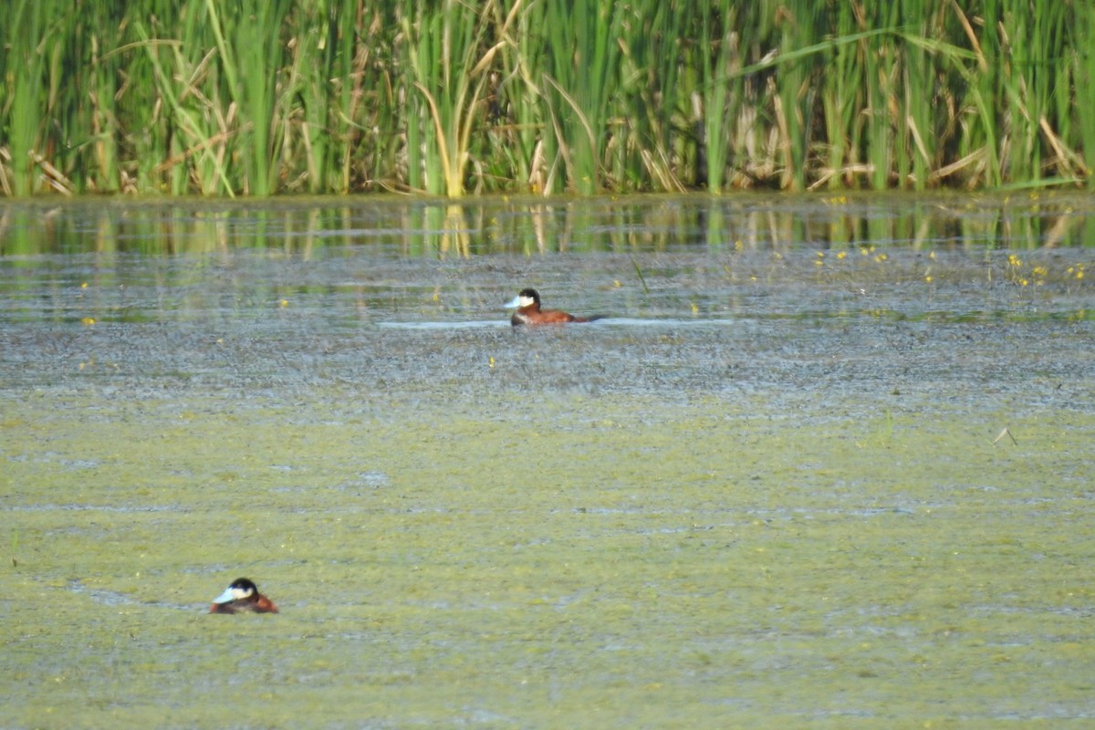 Ruddy Duck - ML351742841