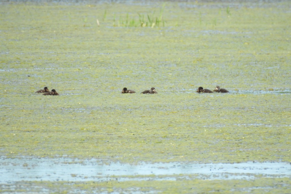 Ruddy Duck - Dan Belter