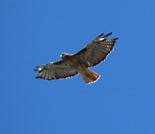 Red-tailed Hawk - ML351743661
