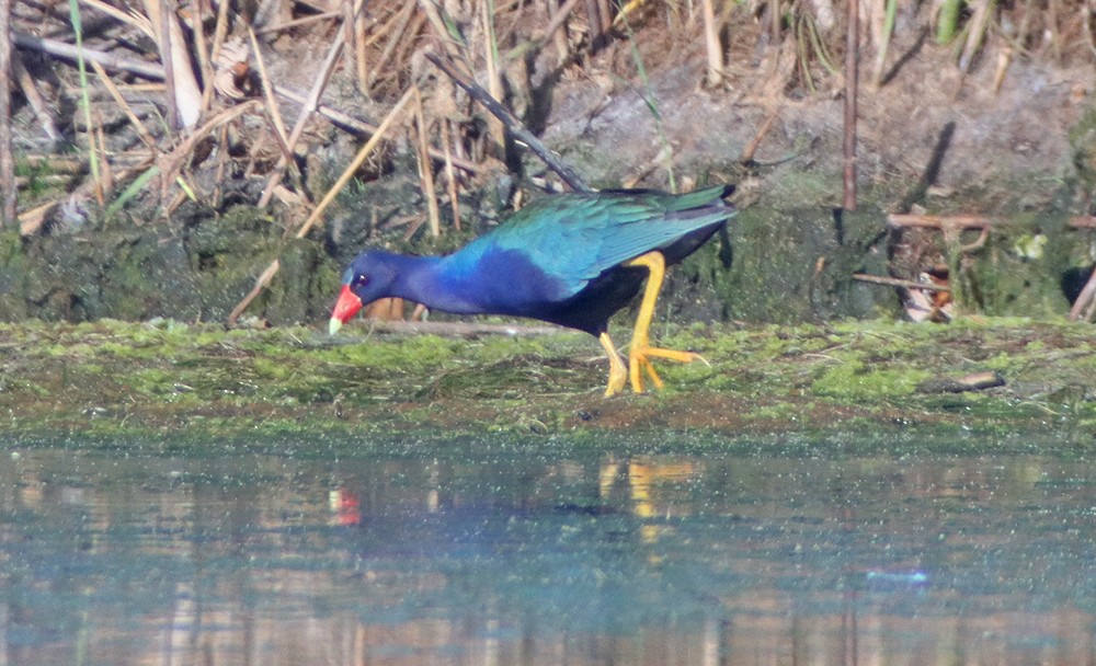Purple Gallinule - ML351743821