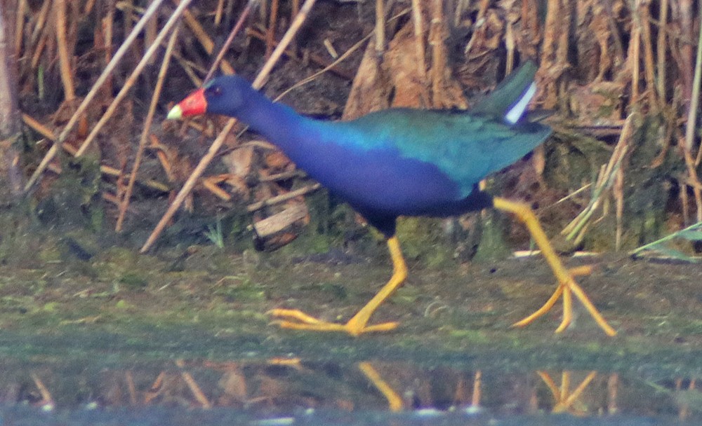 Purple Gallinule - ML351743831