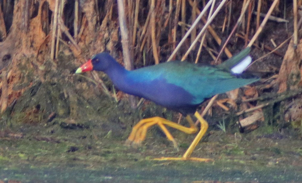 Purple Gallinule - ML351743841