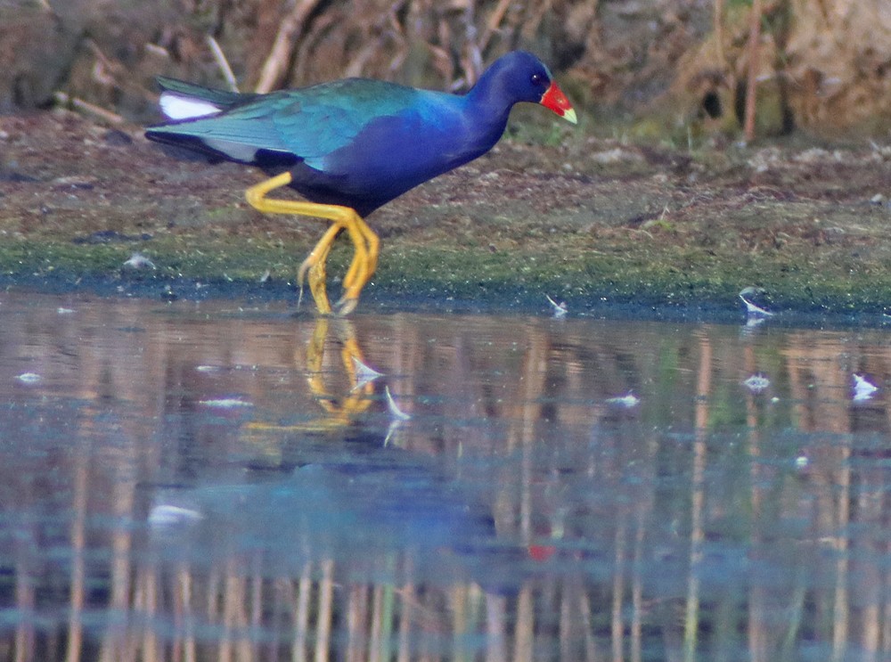 Purple Gallinule - ML351743851
