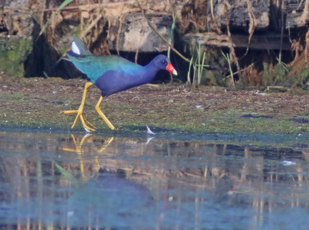 Purple Gallinule - ML351743861