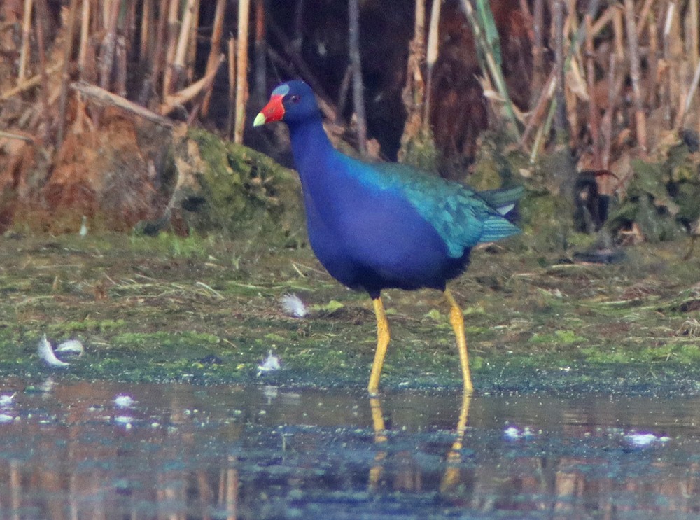 Purple Gallinule - ML351743871