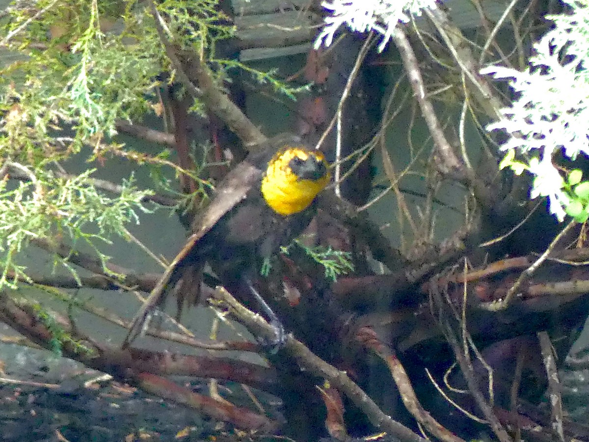 Yellow-headed Blackbird - ML351744701