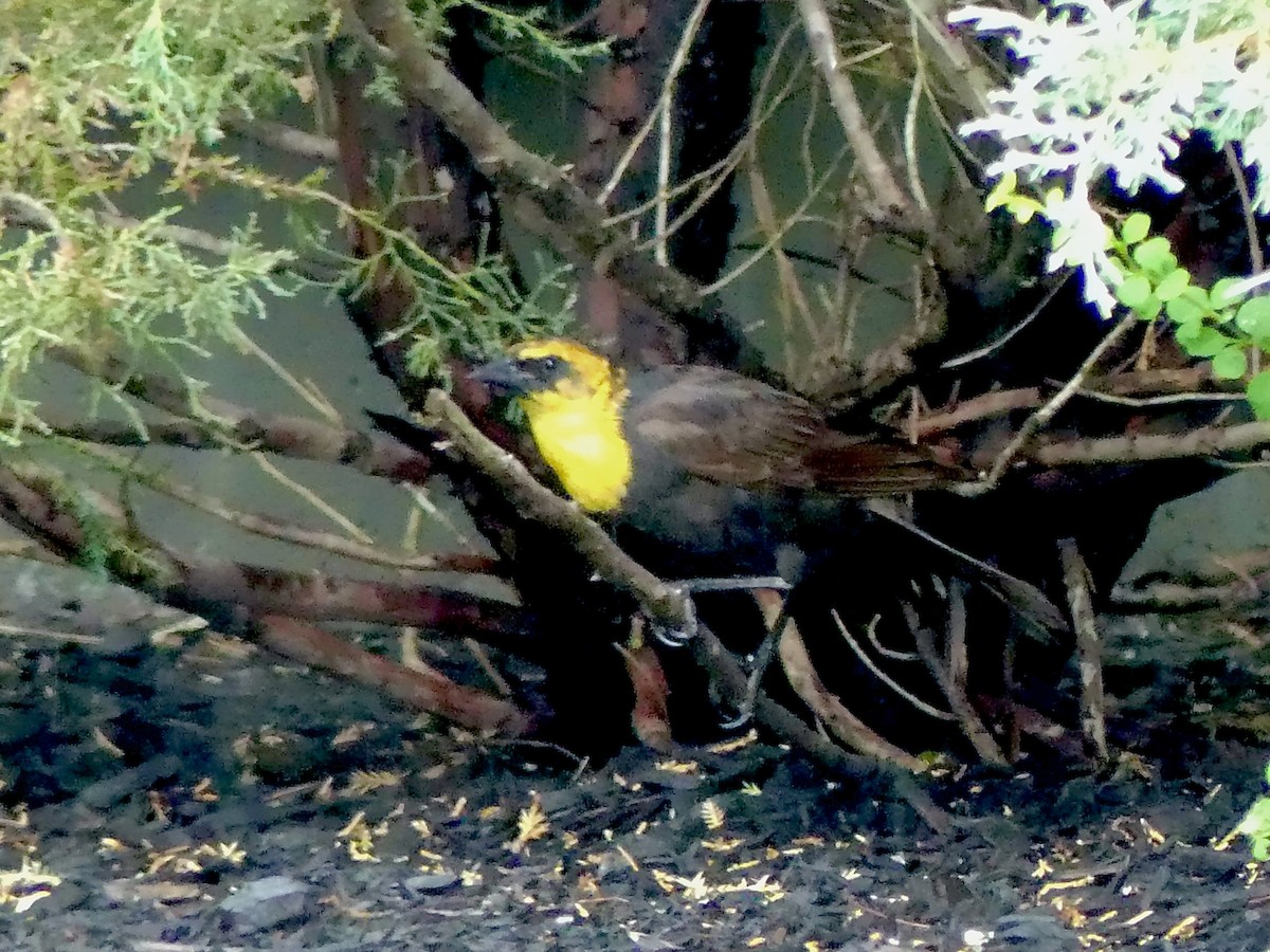 Yellow-headed Blackbird - ML351744721