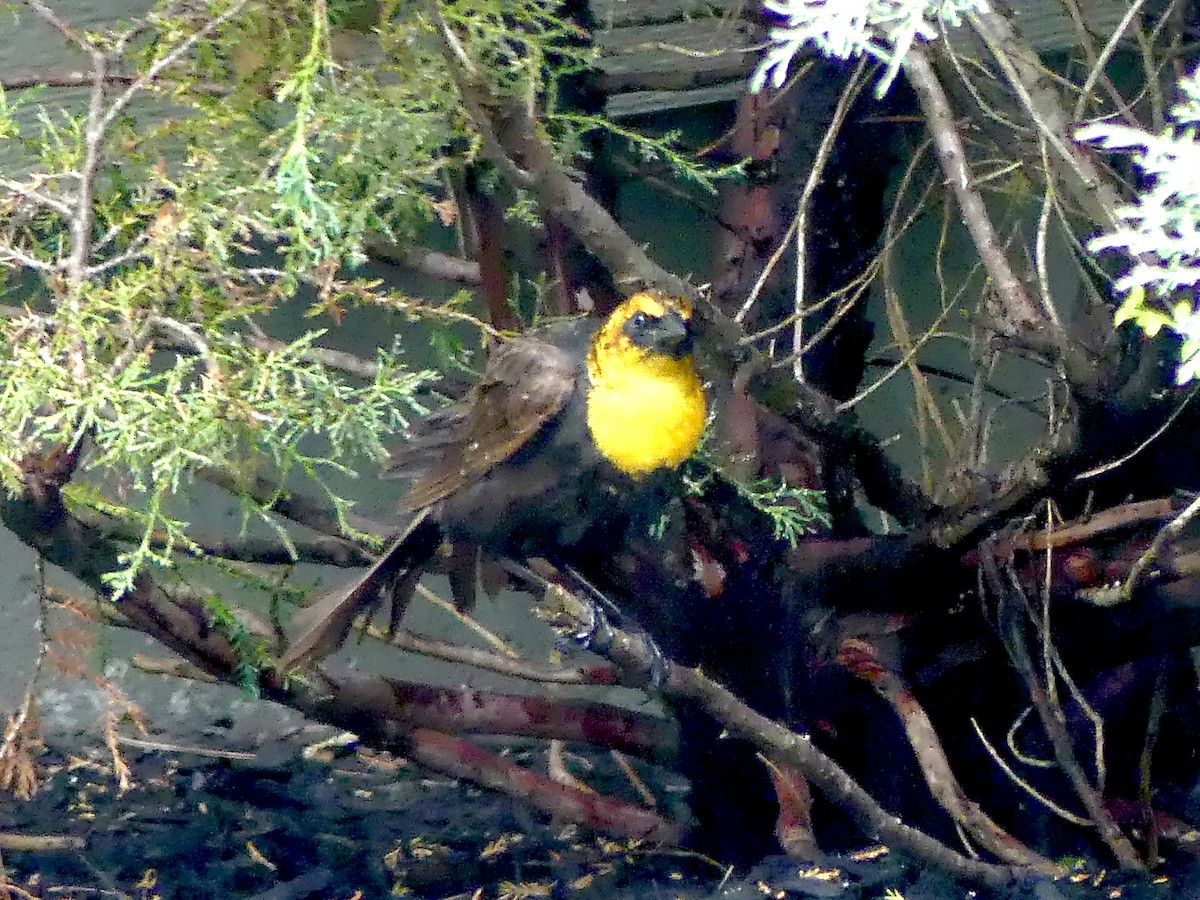 Yellow-headed Blackbird - ML351744751