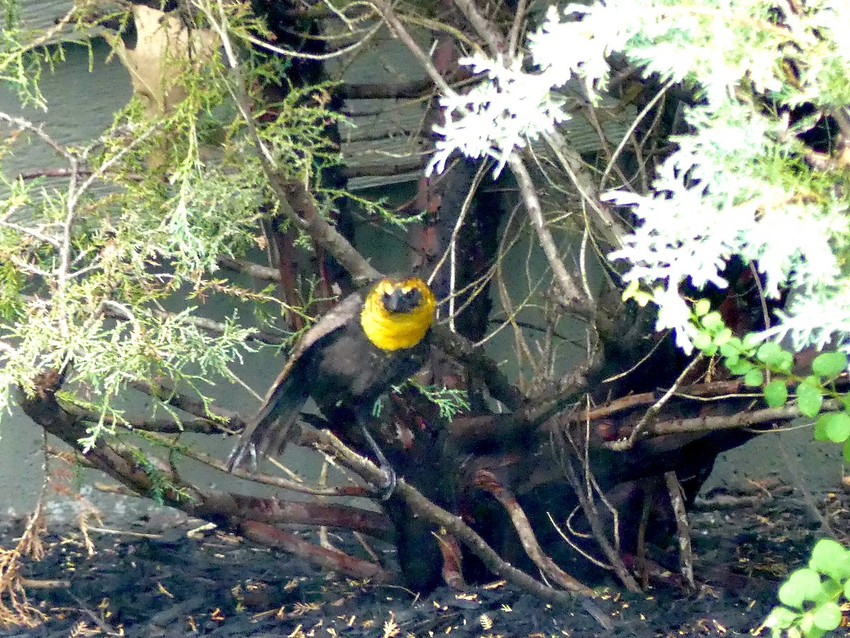 Yellow-headed Blackbird - ML351744771