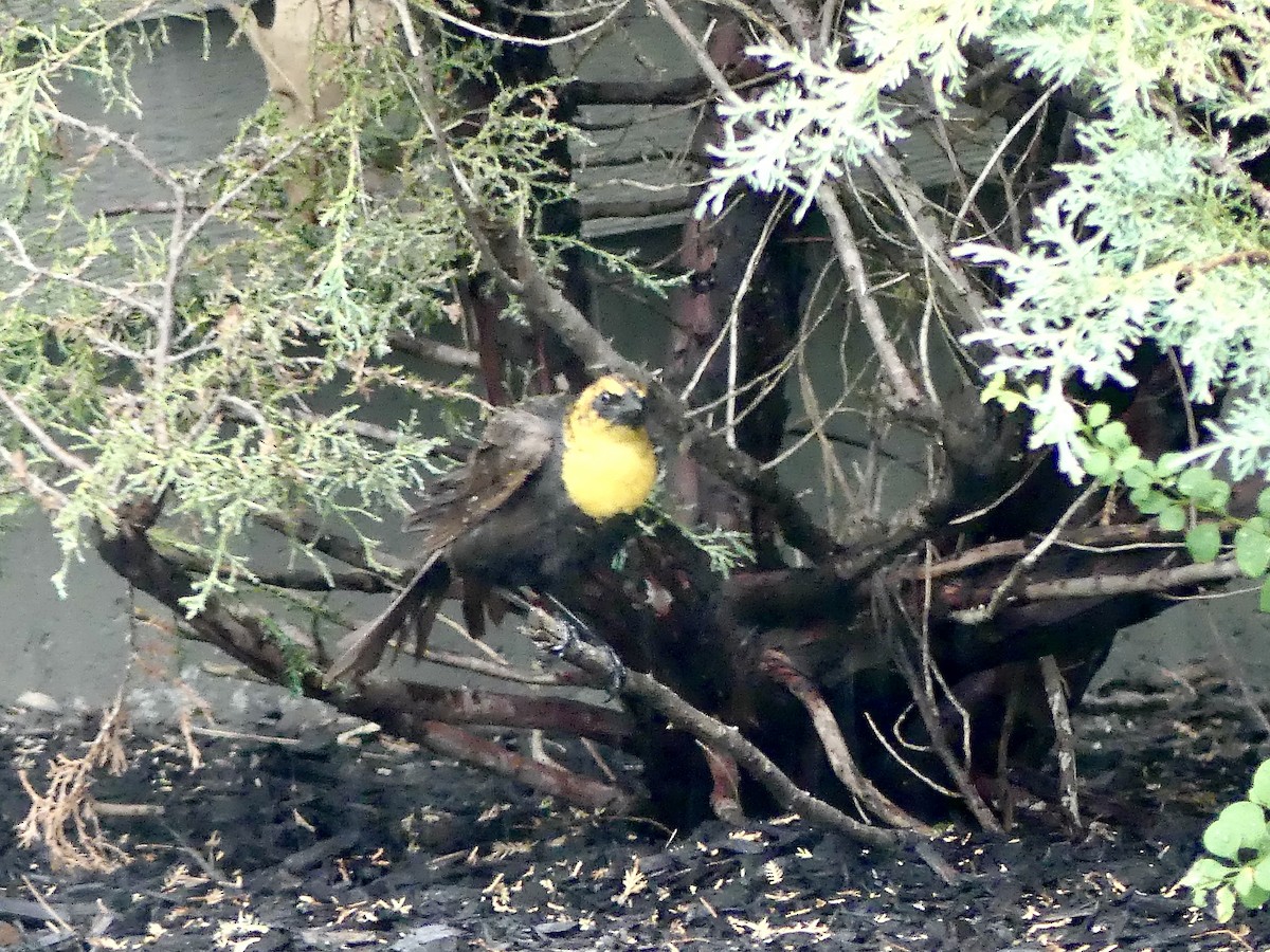 Yellow-headed Blackbird - ML351744831