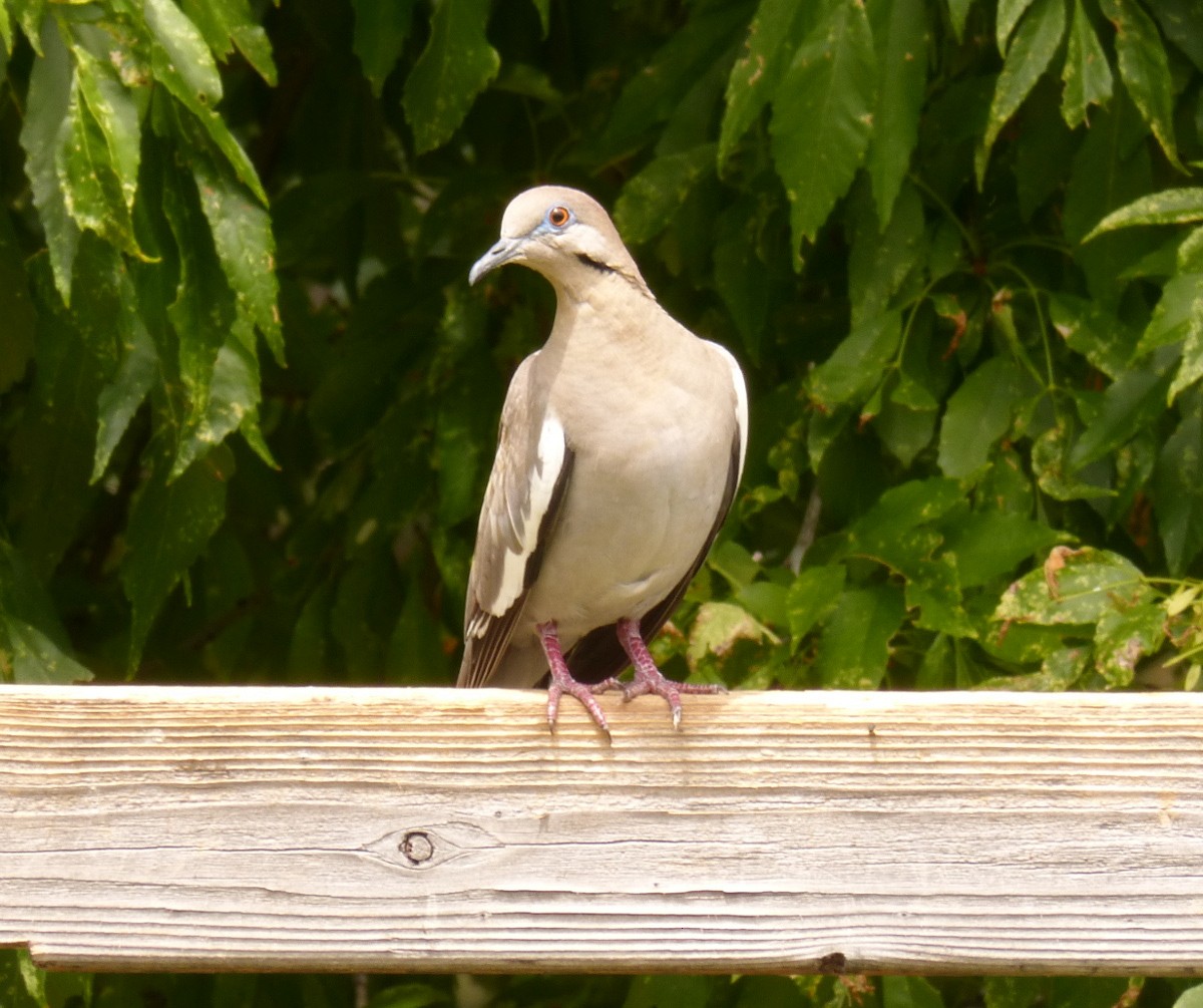 White-winged Dove - Terry Rosenmeier