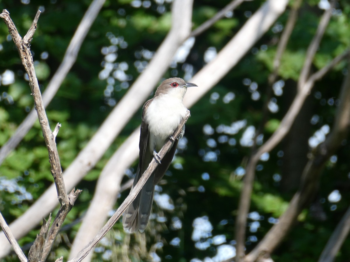 Black-billed Cuckoo - ML351747731
