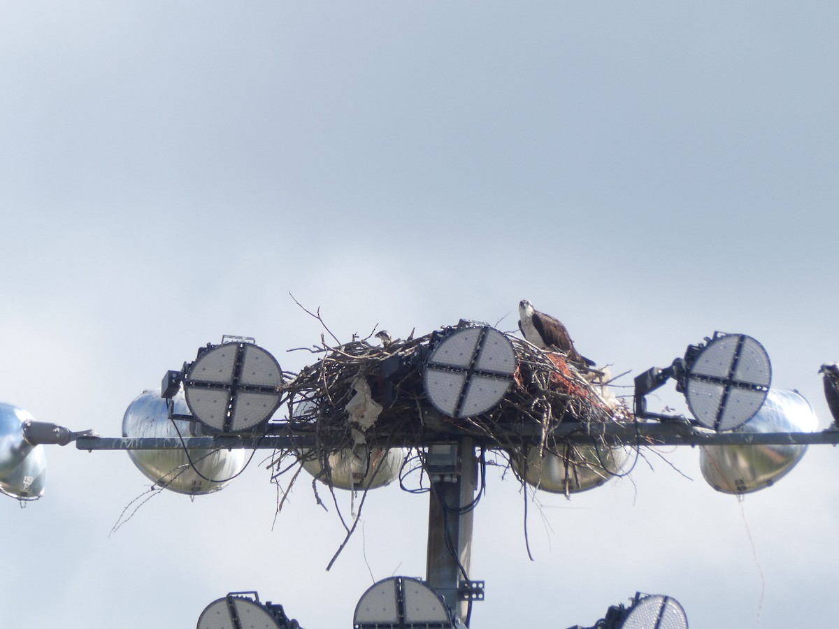 Osprey - ML351747841