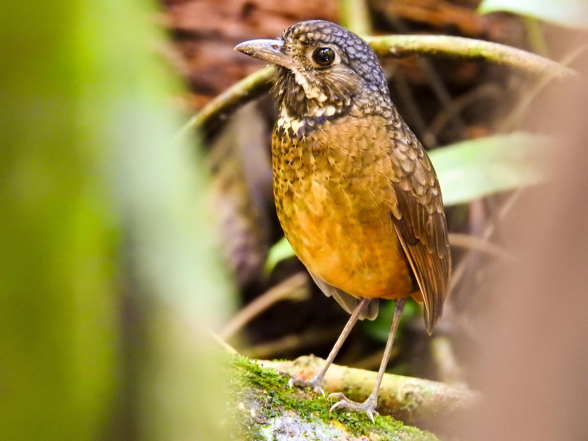 Scaled Antpitta - ML351748011