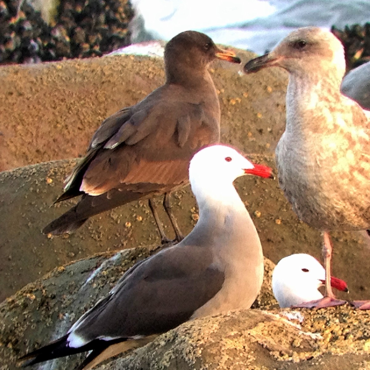 Heermann's Gull - ML35174961