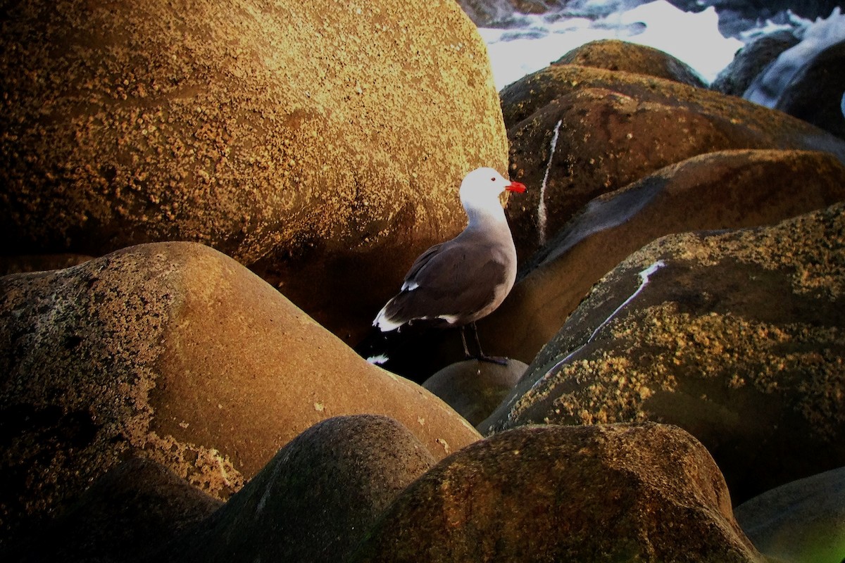 Heermann's Gull - ML35174971