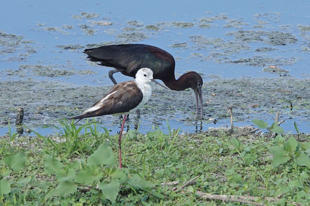 Black-winged Stilt - ML351752601